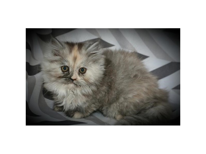 PersianCATFemaleDilute Calico1992770Petland Columbus, Ohio
