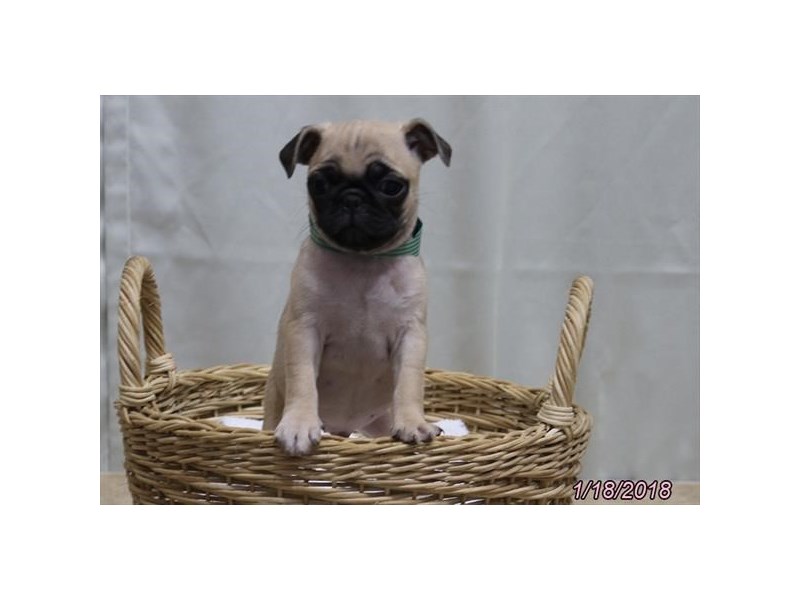 Pug