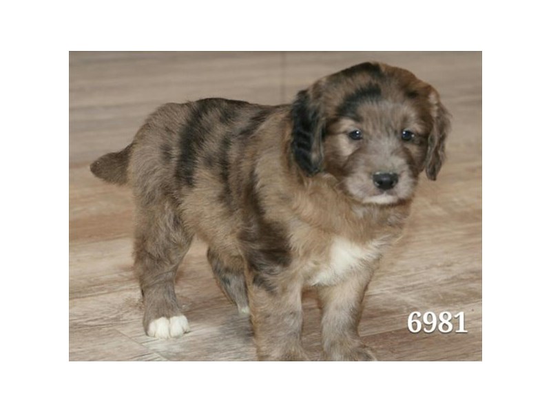 Mini Goldendoodle