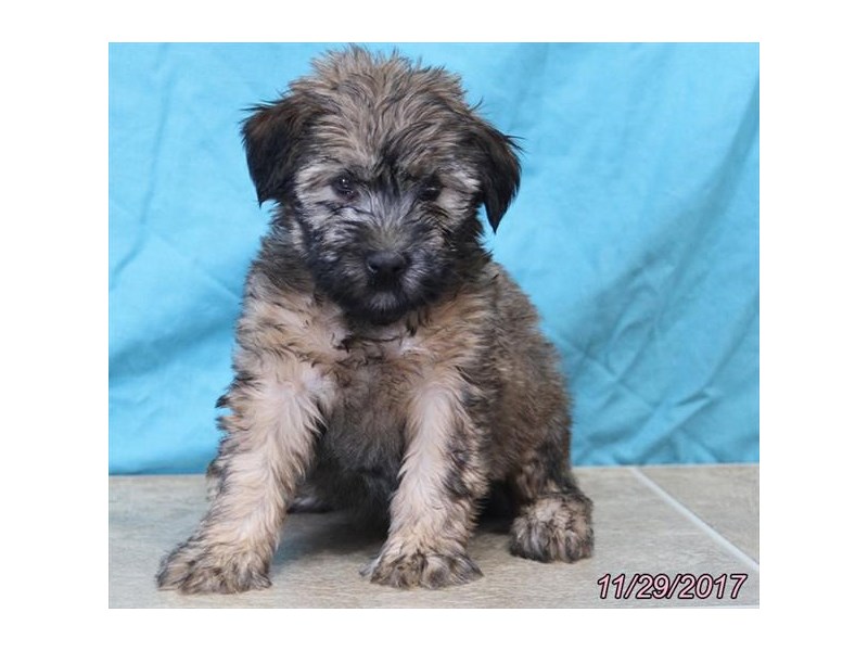 Soft Coated Wheaten Terrier