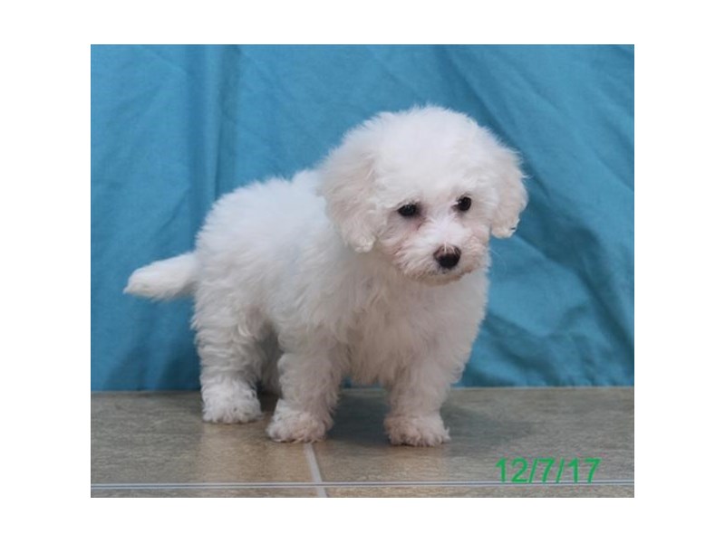 Bichon Frise