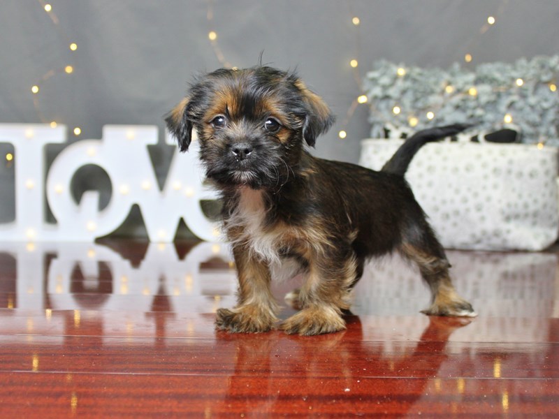 Shorkie