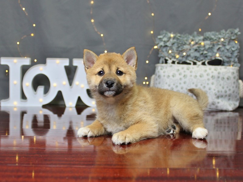 Shiba Inu