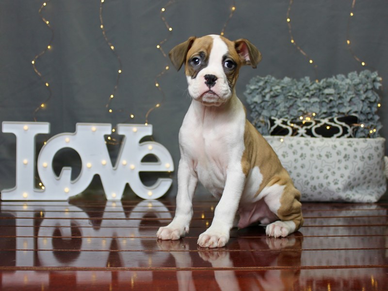 Boxer