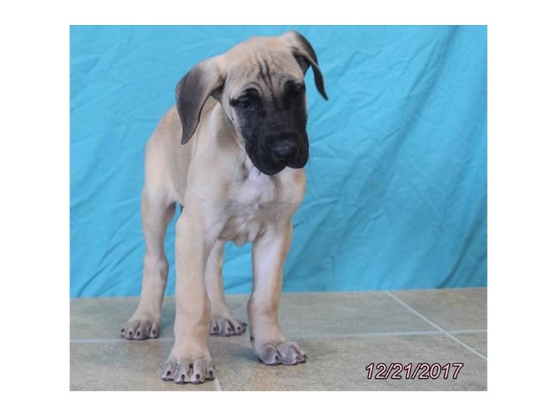 Great Dane