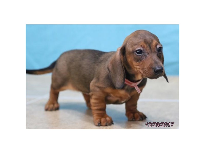 Dachshund