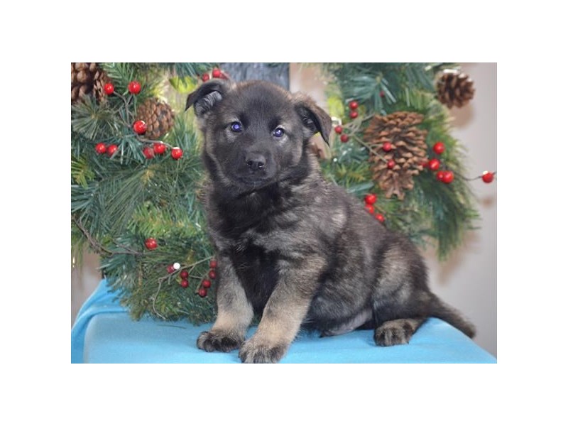 Norwegian Elkhound