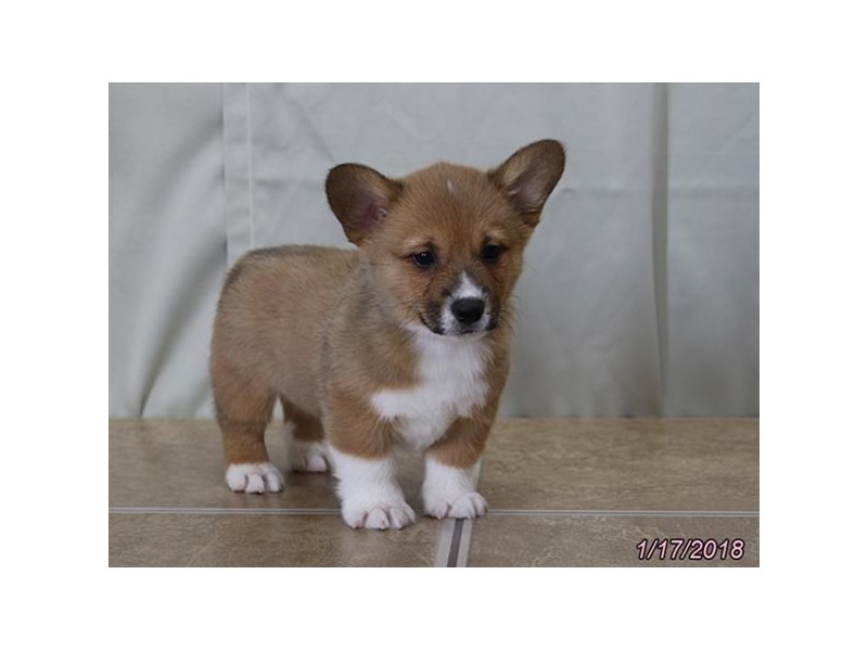 Pembroke Welsh Corgi