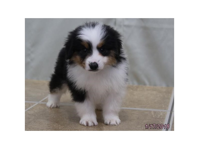 Miniature American Shepherd