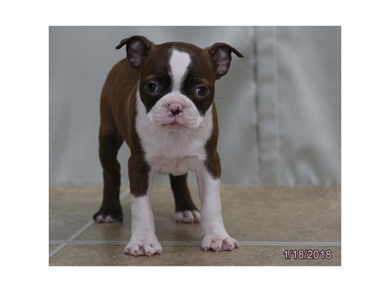 Boston Terrier