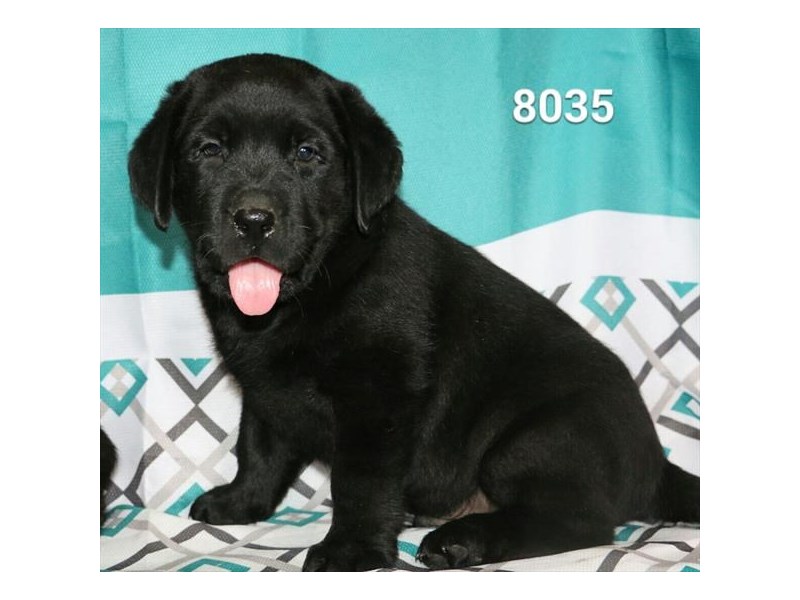 Labrador Retriever
