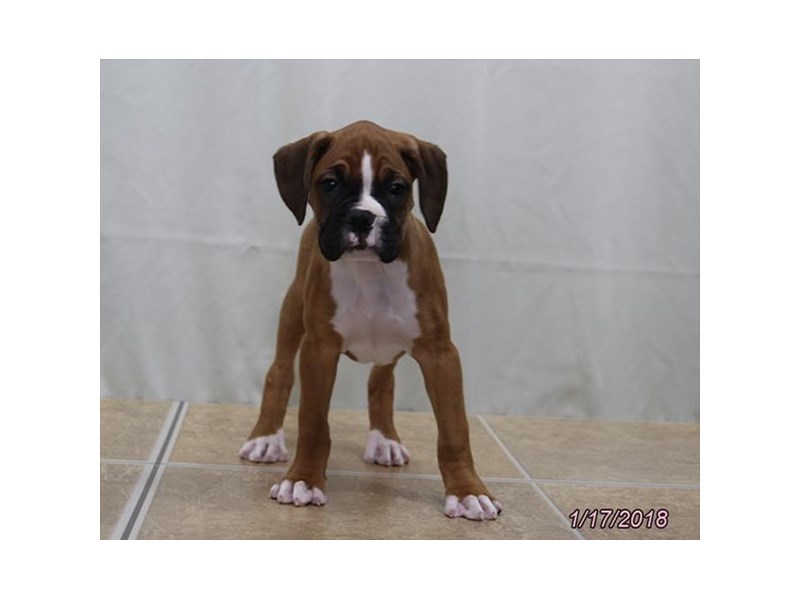 Boxer