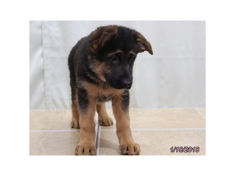 German Shepherd Dog