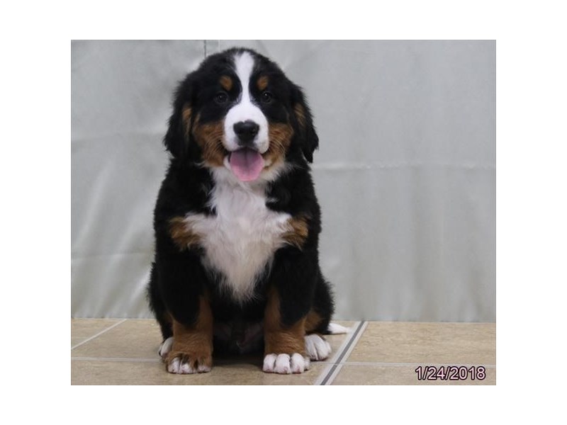 Bernese Mountain Dog