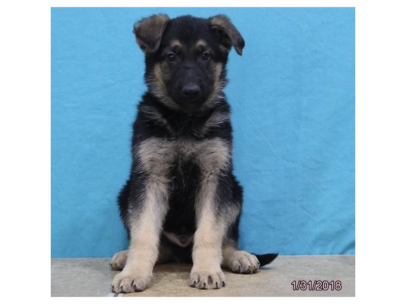 German Shepherd Dog