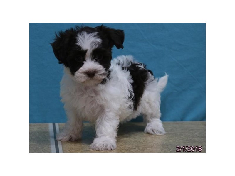 Havanese