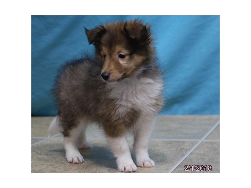 Shetland Sheepdog