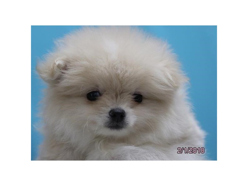 Pomeranian