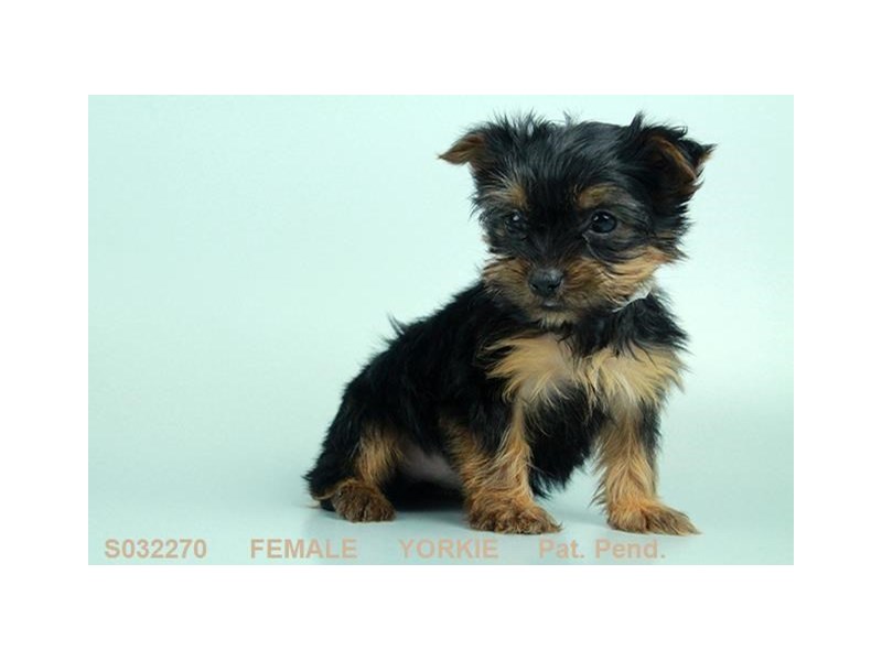 Yorkshire Terrier