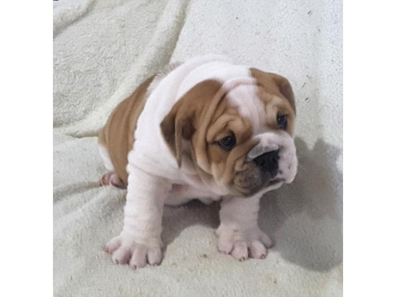 English Bulldog