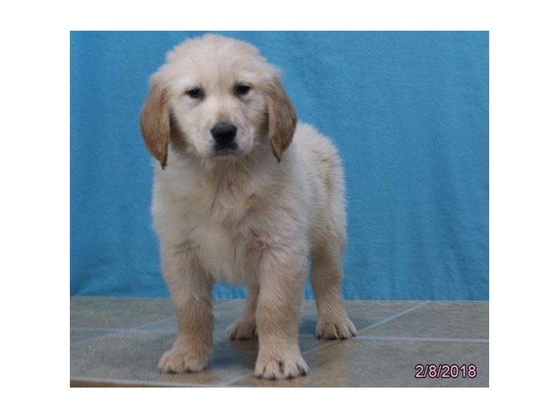 Golden Retriever
