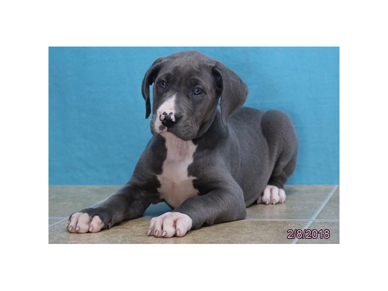 Great Dane
