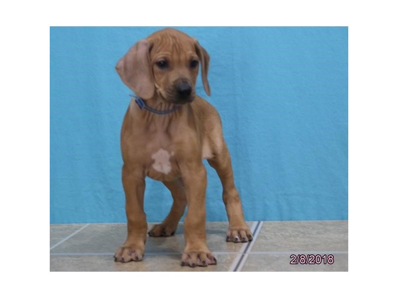 Rhodesian Ridgeback