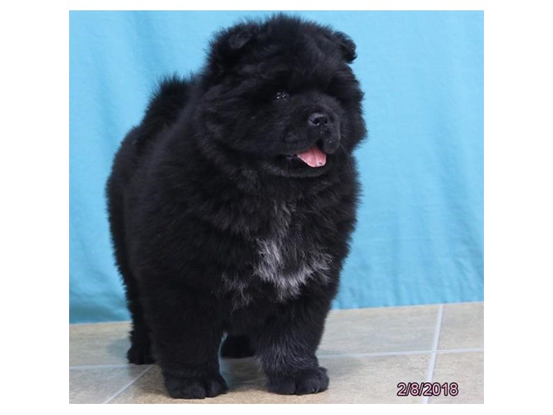 Chow Chow