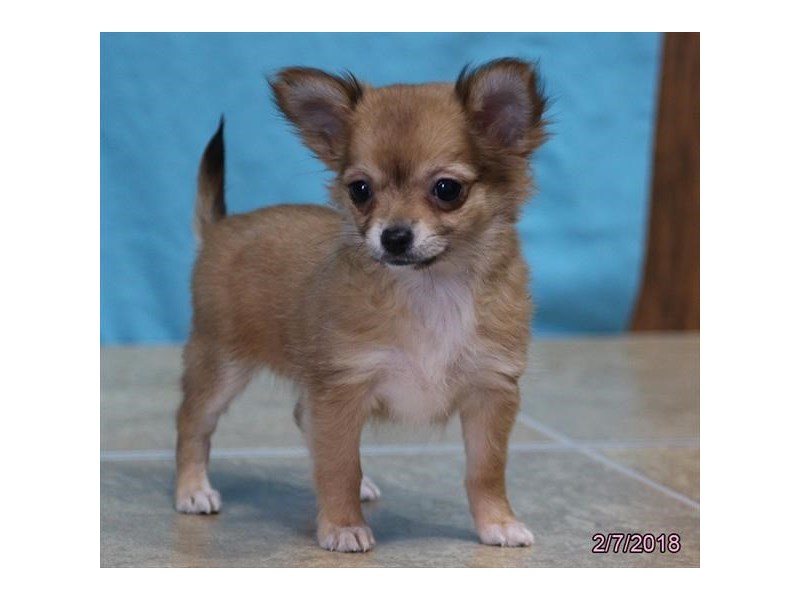 Chihuahua