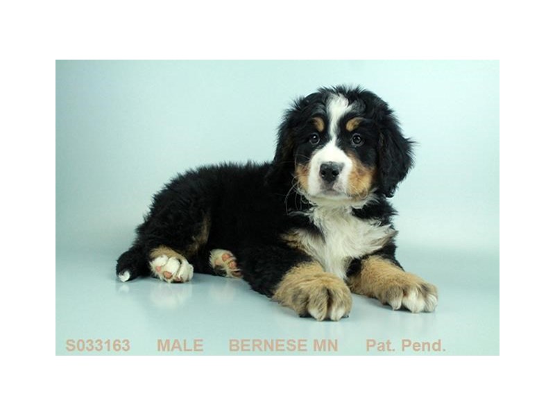 Bernese Mnt. Dog