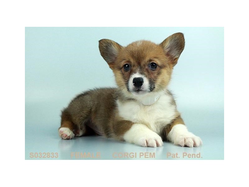 Pembroke Welsh Corgi