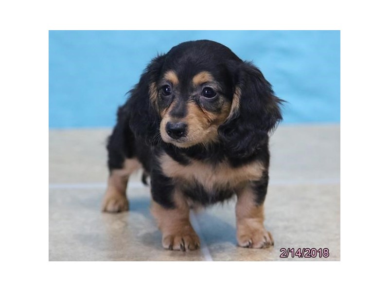 Dachshund