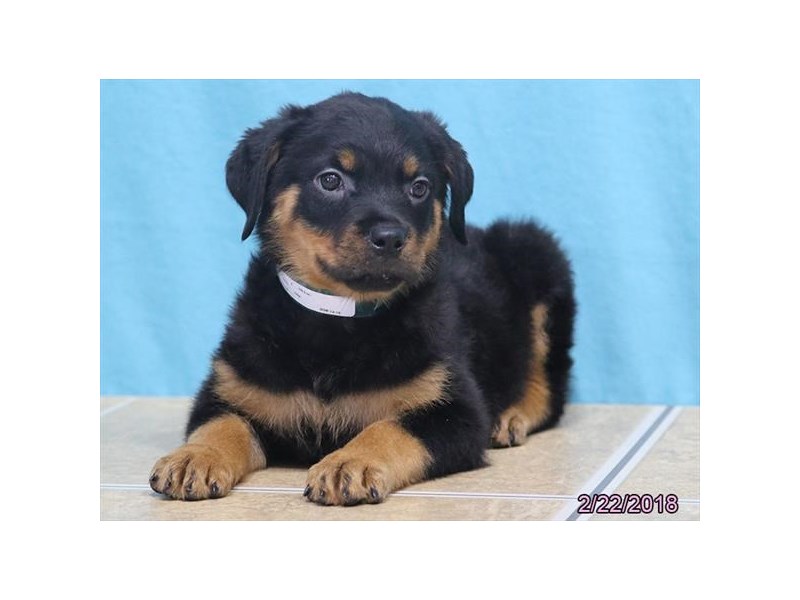 Rottweiler