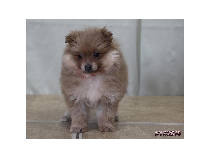 Pomeranian