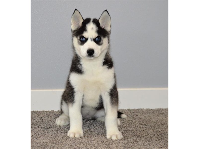 Siberian Husky