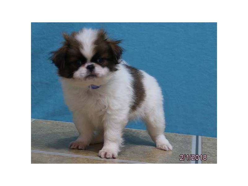 Japanese Chin