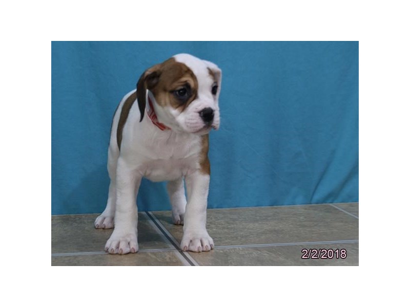 Olde Bulldog