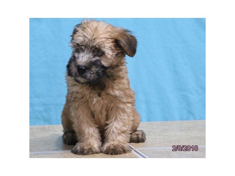 Soft Coated Wheaten Terrier
