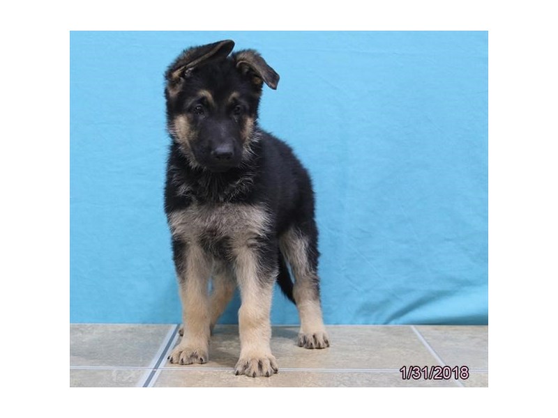 German Shepherd Dog