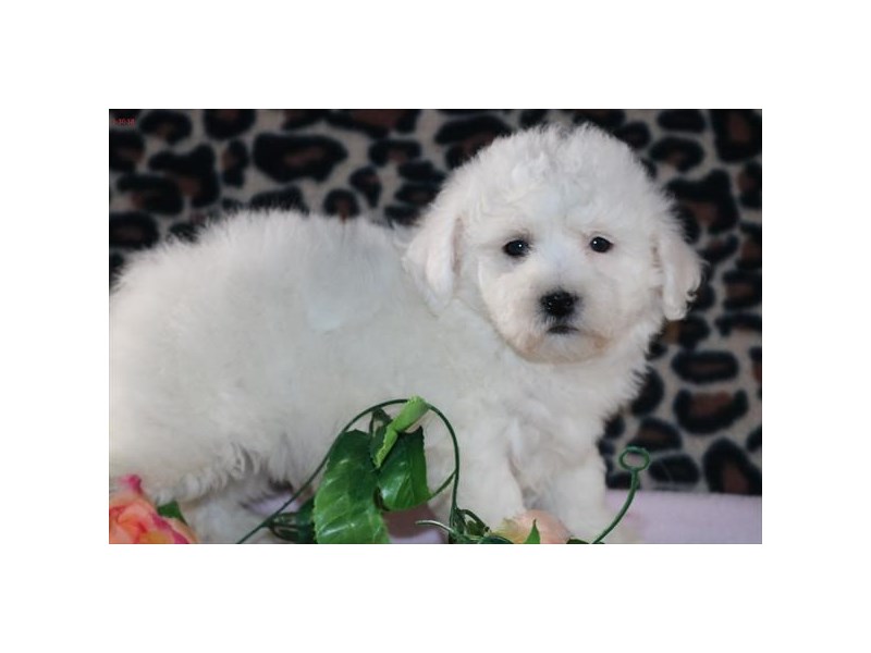 Bichon Frise