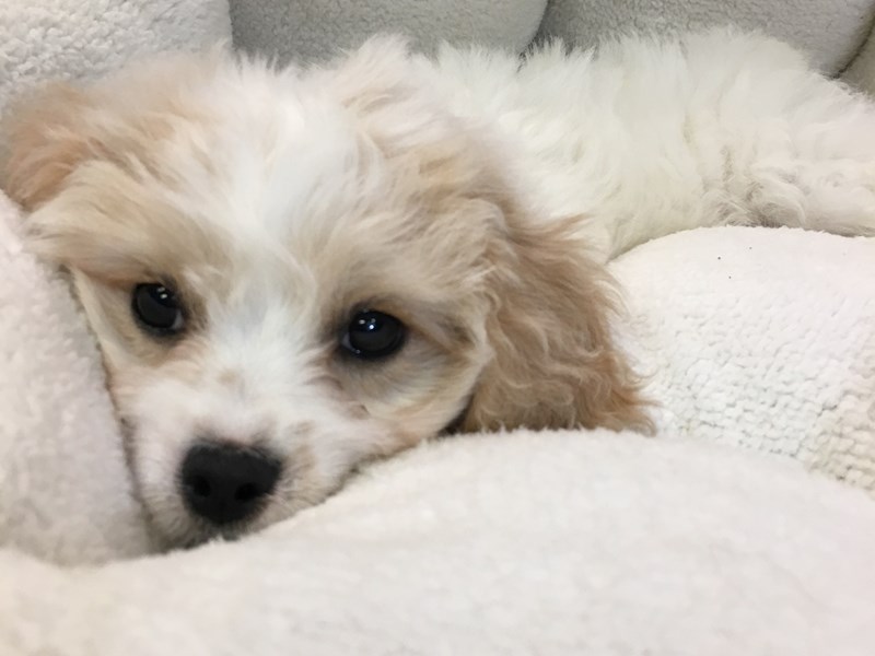 Cavachon