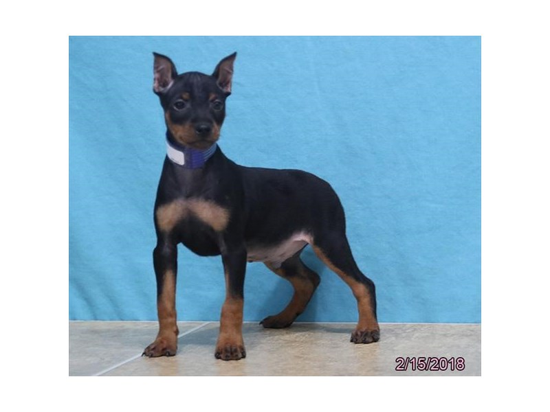 Miniature Pinscher