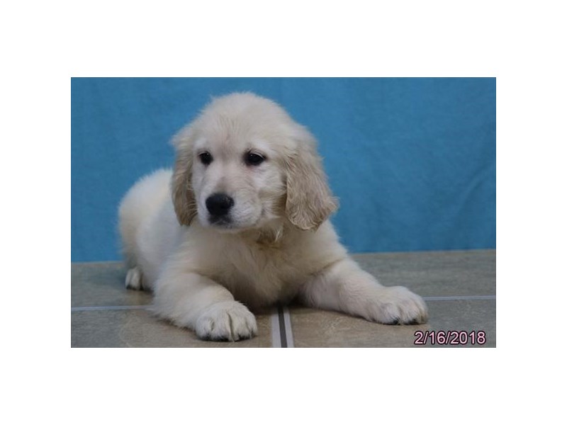 Golden Retriever