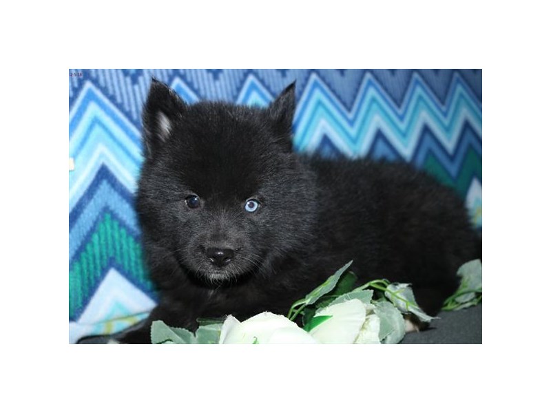 Pomsky