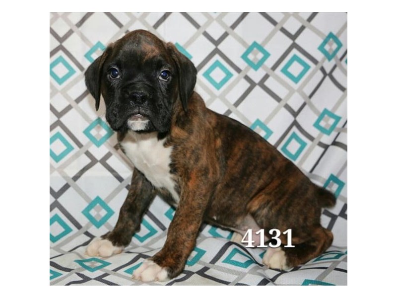 Boxer