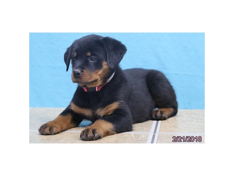 Rottweiler