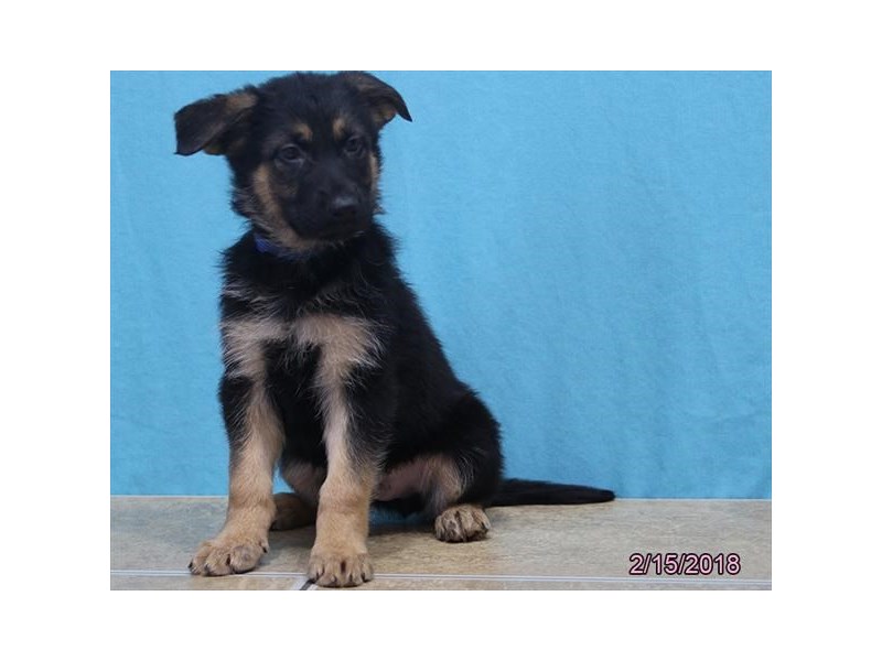 German Shepherd Dog