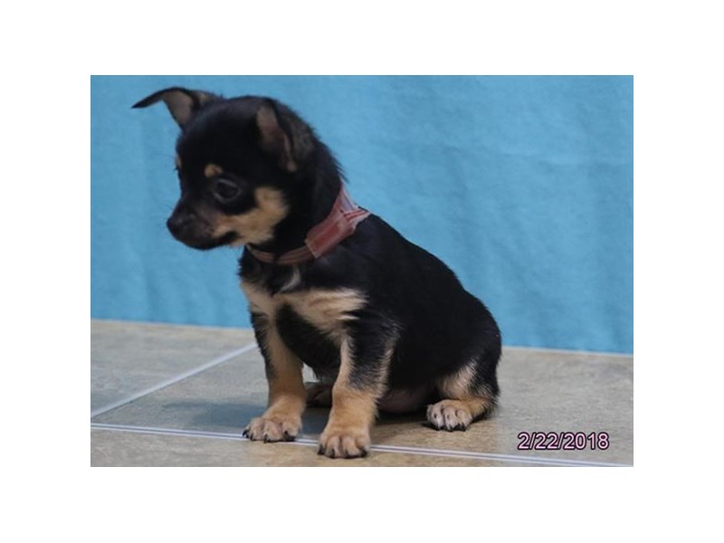 Chihuahua
