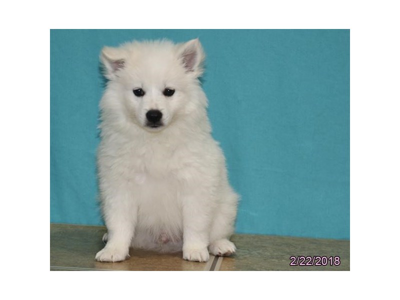 American Eskimo Dog