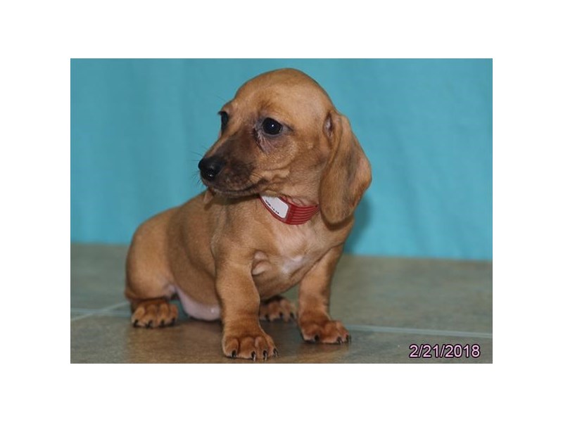 Dachshund